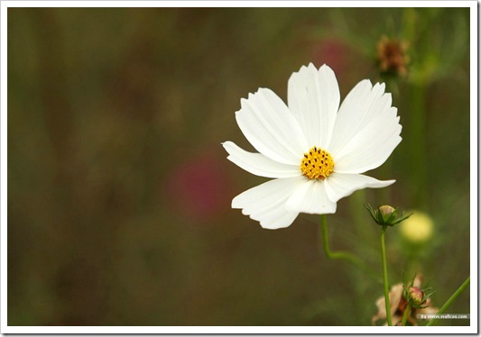 wild_flower_cosmos_photo_22674347