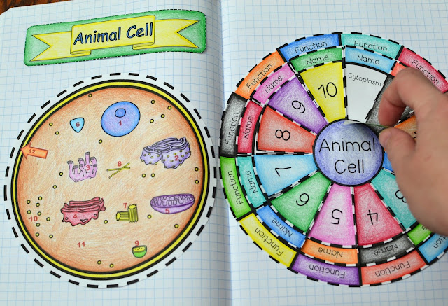 Animal cell foldable