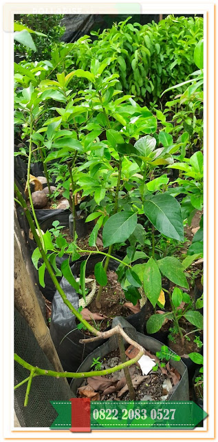 Pusat , Jual Bibit Alpukat Miki Depok, Harga Bibit Alpukat Cuba, Harga Bibit Alpukat Cipedak, Harga Bibit Alpukat Desa Wisata Jambu Kediri, Harga Bibit Alpukat Di Trubus, Harga Bibit Alpukat Dongkelan