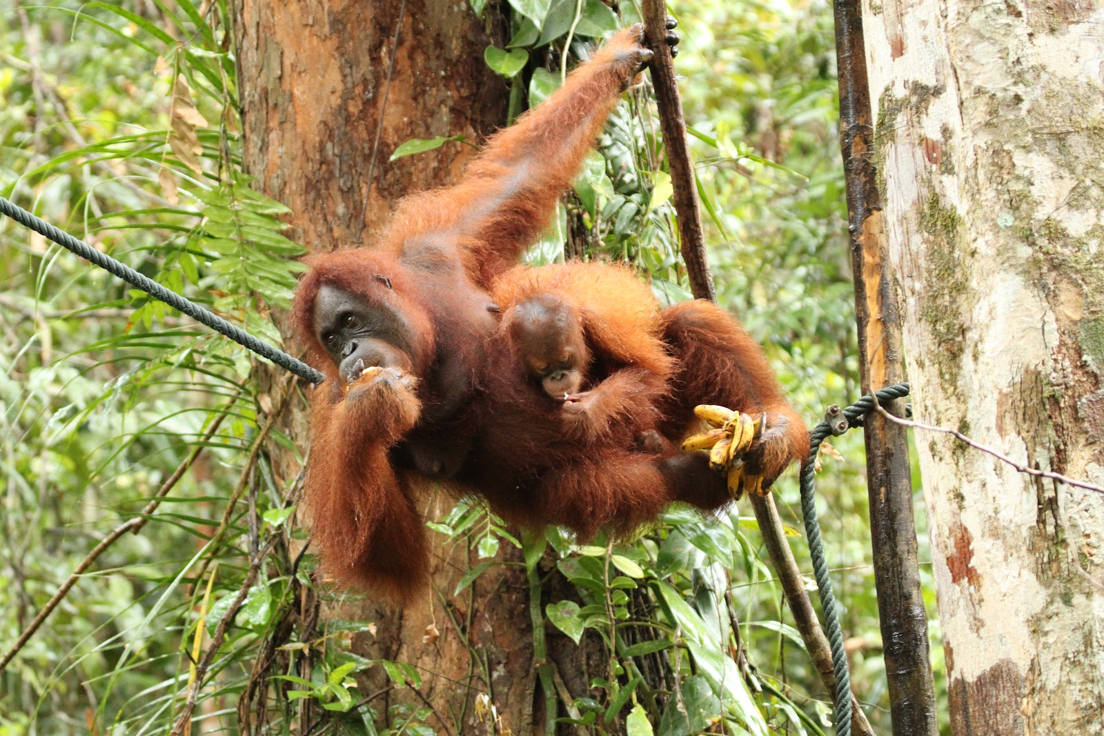 Run Wild Run Free BORNEO Of Orangutans a Wild 