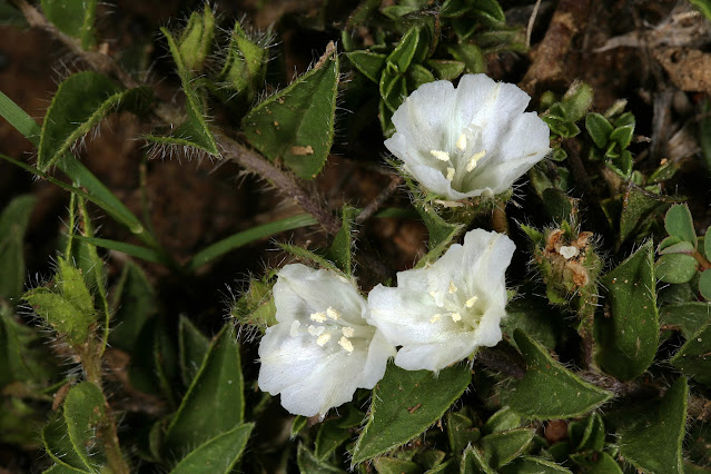 Seddera capensis