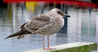 Lesser black-backed gull, 1st cycle plumage, by John Leffman, Sweden, 2009