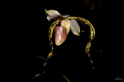 Paphiopedilum stonei orchid plant care and culture