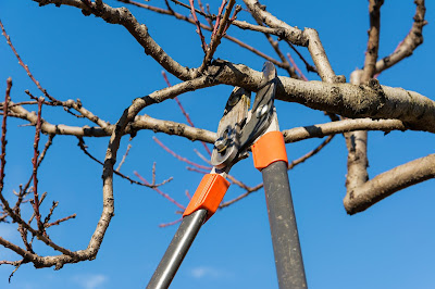 Pic of long shears pruning a tree against blue sky