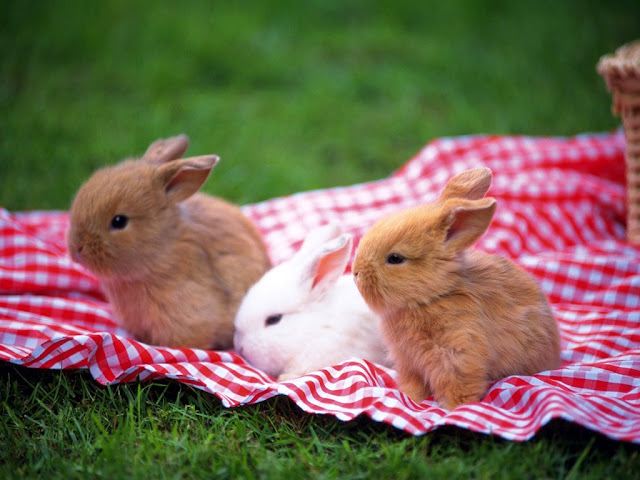 Rabbits Wallpapers, Beautiful Bunny Wallpapers,