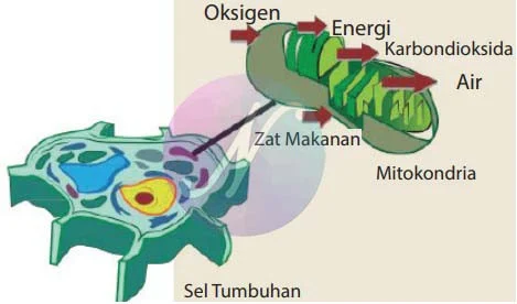 Transformasi Energi dalam Sel