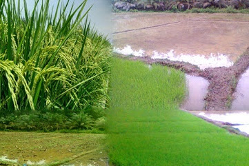 Pengertian Sawah Dan Macam-Macam Sawah