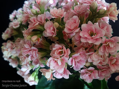 Kalanchoe blossfeldiana