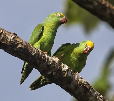 Catita frentigualda: Brotogeris sanctithomae