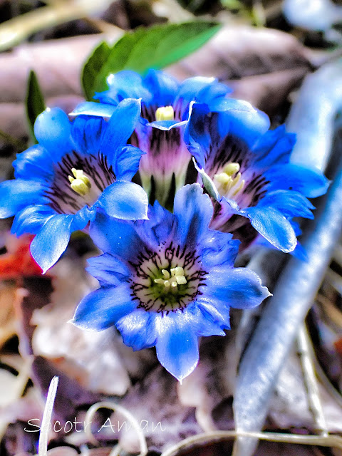 Gentiana zollingeri