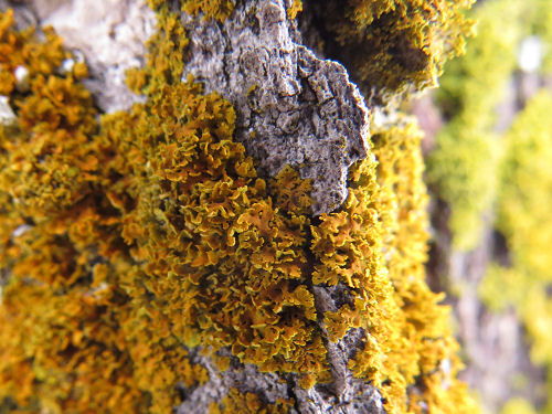 orange lichen on  maple bark