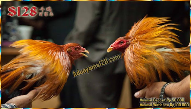  Situs S128 Menjadi Pilihan Para Bettor Bermain Judi Sabung Ayam