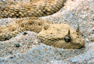 The Desert Horned Viper  with its Anvil Shaped Head, Satanic Horns and Cat Like Eyes