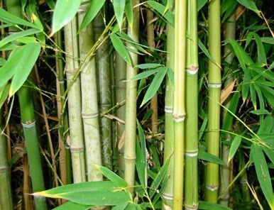 Bamboo_Forest_sml