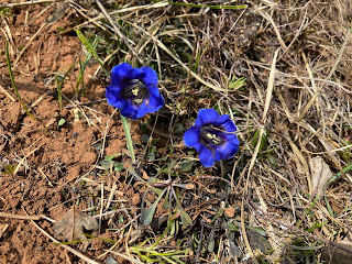 [Gentianaceae] Gentiana clusii – Trumpet Gentian.