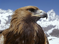 Eagle Closeup Wallpaper