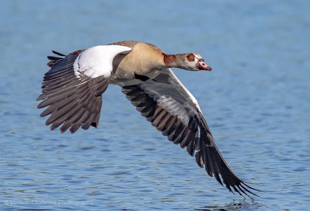  Egyptian goose over the Diep River, Woodbridge Island