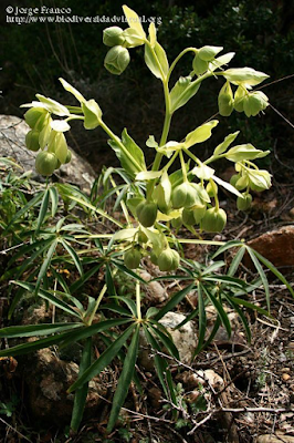 http://www.biodiversidadvirtual.org/herbarium/Helleborus-foetidus-L.-img213373.html