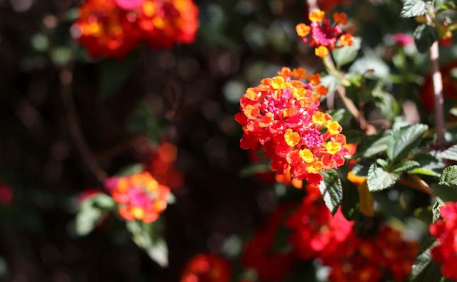 Lantana Flowers Pictures