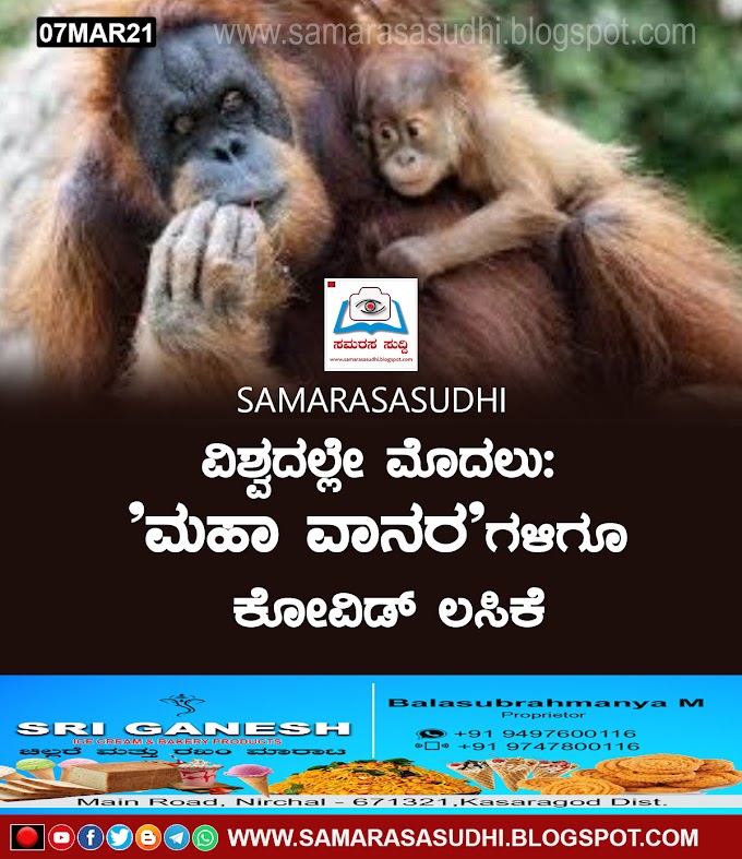 ವಿಶ್ವದಲ್ಲೇ ಮೊದಲು: 'ಮಹಾ ವಾನರ'ಗಳಿಗೂ ಕೋವಿಡ್ ಲಸಿಕೆ