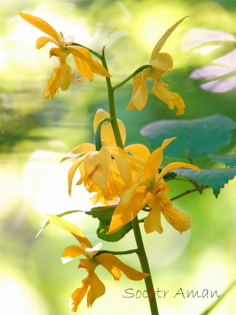 Calanthe striata