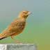 Rufous-tailed Lark