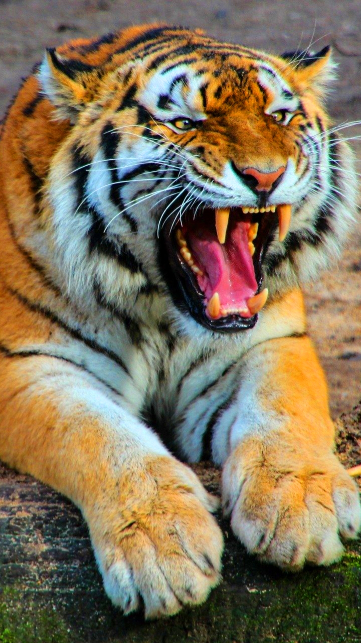 शेर मोबाइल वॉलपेपर  Tiger mobile wallpaper hd download