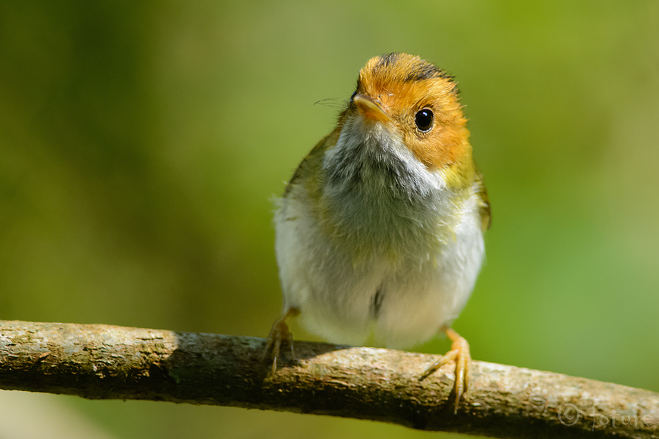 Pisi-rädilind, Abroscopus albogularis, Rufous-faced Warbler, Flycatcher, Fulvous, White-throated