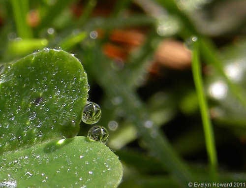 Water drops © Evelyn Howard 2011