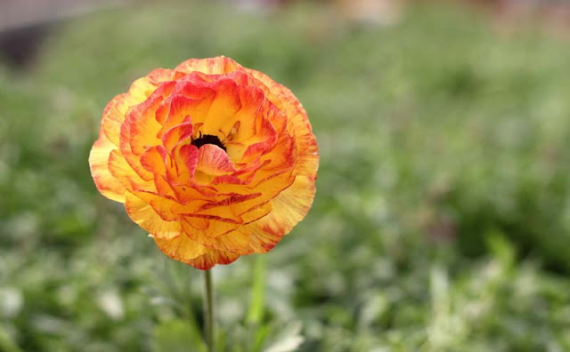 Persian Buttercup Flowers Pictures