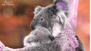 Koala cute Wallpaper HD quality status instagram facebook free download