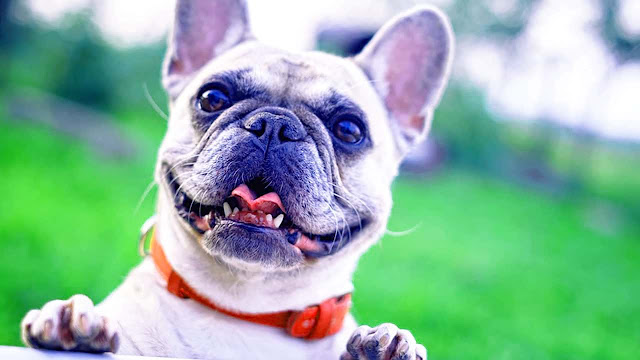 6 raisons pour lesquelles votre bouledogue français pue