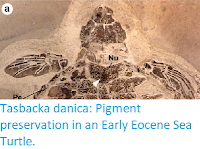 http://sciencythoughts.blogspot.co.uk/2017/10/tasbacka-danica-pigment-preservation-in.html