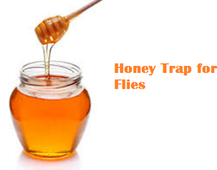 Honey Trap for Flies