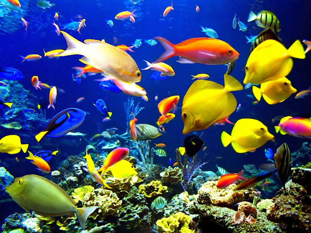 17 Ikan Hias Air Laut yang Mudah di Pelihara
