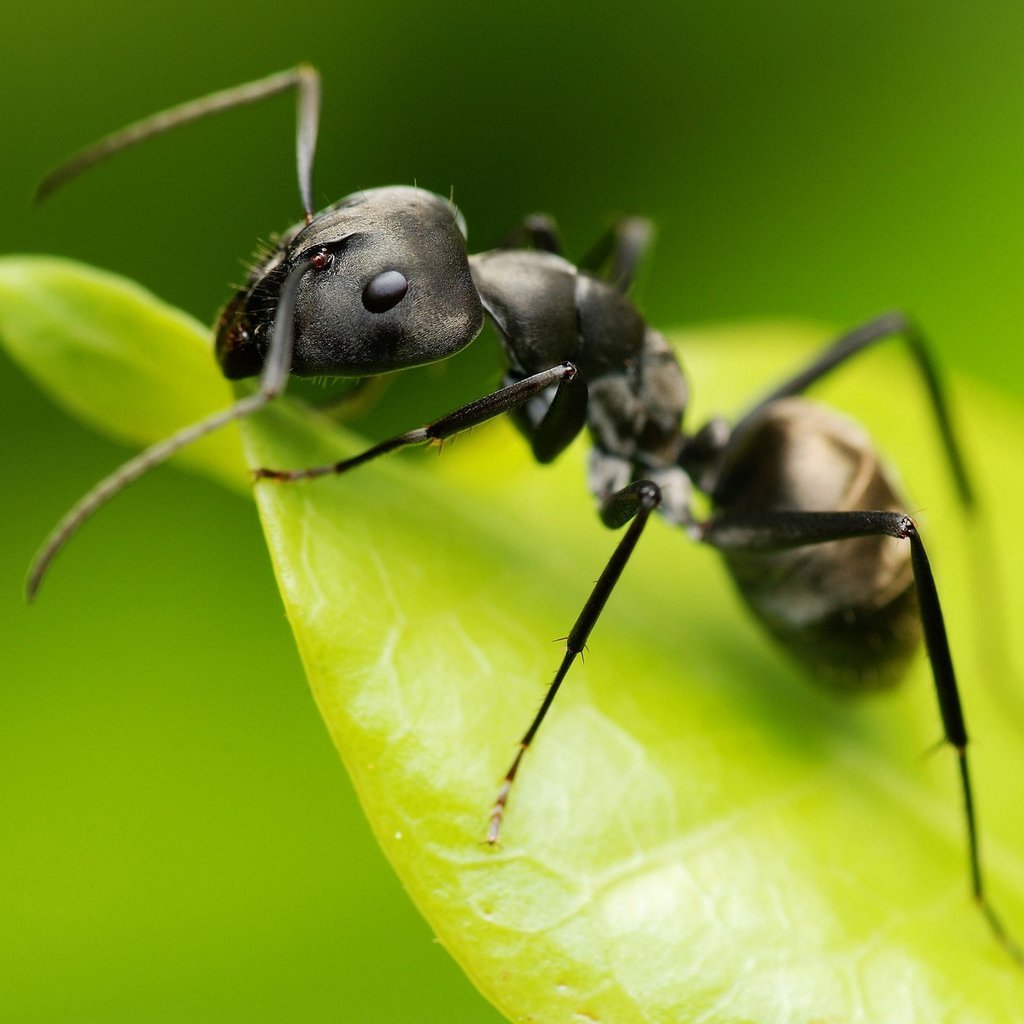 Cute Ants Macro Phot