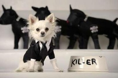  Tuxedos on Michael Jackson S Dog