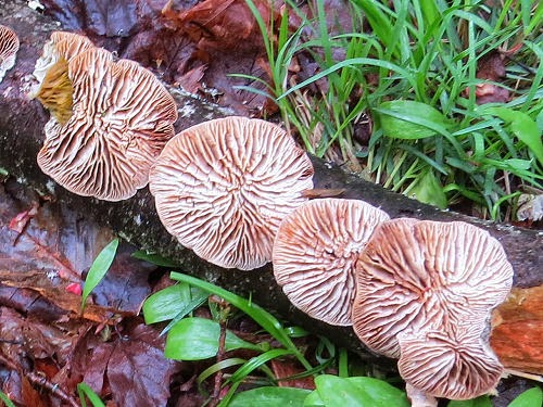 fungus