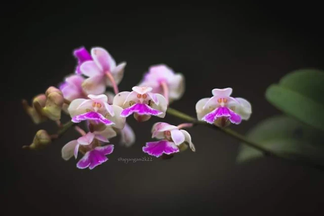 Dendrobium lawianum Orchidaceae Kolhapur,Maharashtra India
