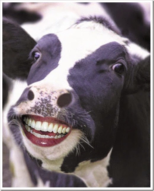 happy cow