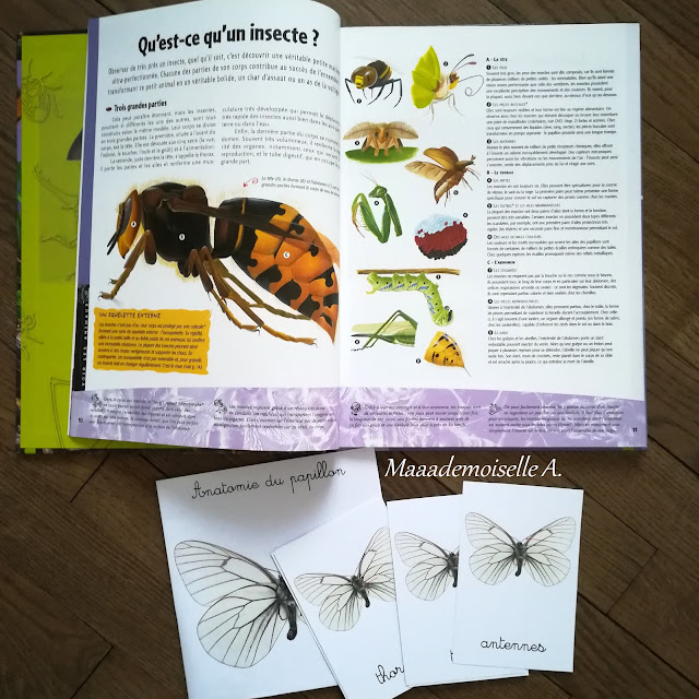 || Nos activités sur les insectes - Etonnants insectes