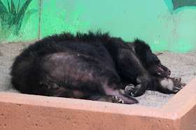 和歌山城 お城の動物園