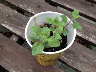 Monardella villosa (coyote mint)