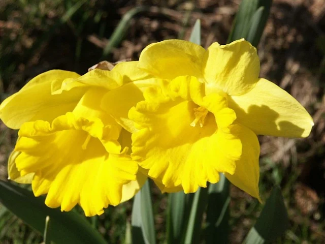 Daffodils