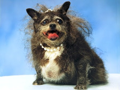 Most Ugliest Dogs in the World Seen On www.coolpicturegallery.us