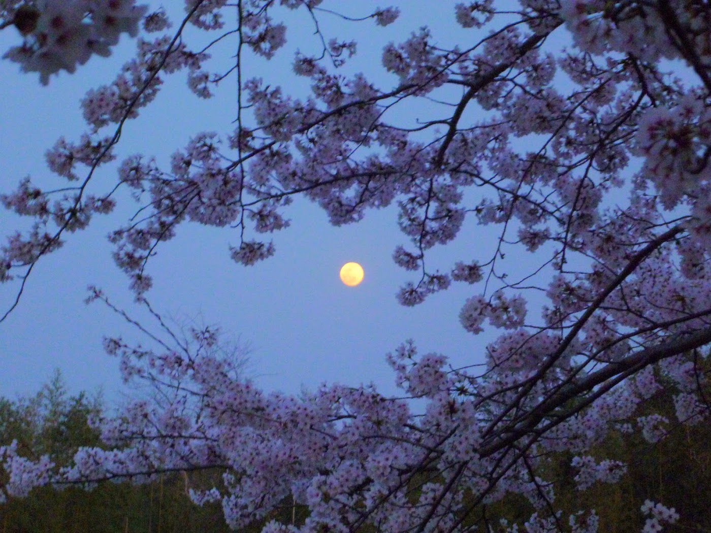 夜桜と満月2
