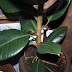Ficus elastica oder Gummibaum