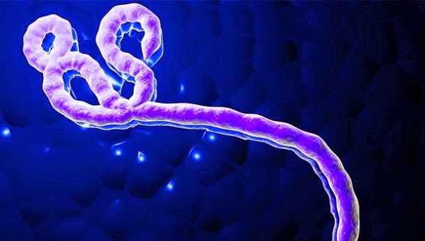 Ancestral do vírus ebola pode ter mais de 20 milhões de anos
