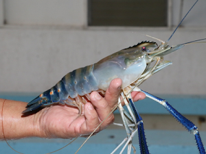 Cara Lengkap Budidaya Udang Galah untuk Pemula, Yuk Simak!