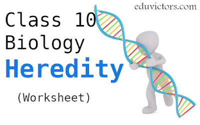 Class 10 Biology - Heredity (Worksheet) #heredity #class10Biology #eduvictors #worksheets